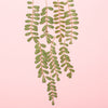 Pressed Plants | Carnation |. ©Conscious Craft